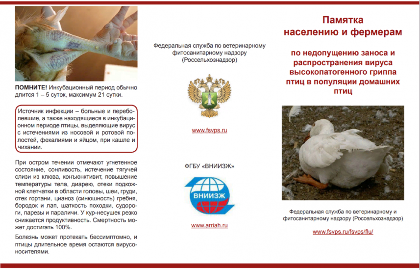 О сложной эпизоотической ситуации по гриппу птиц