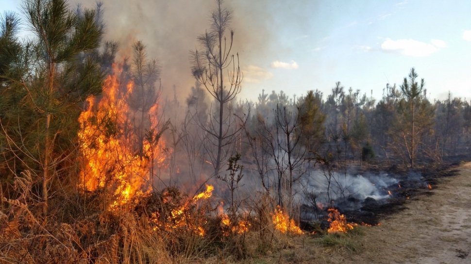 Главное управление МЧС России по Мурманской области напоминает о правилах пожарной безопасности в лесах
