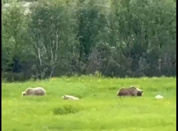 Осторожно: медведи!