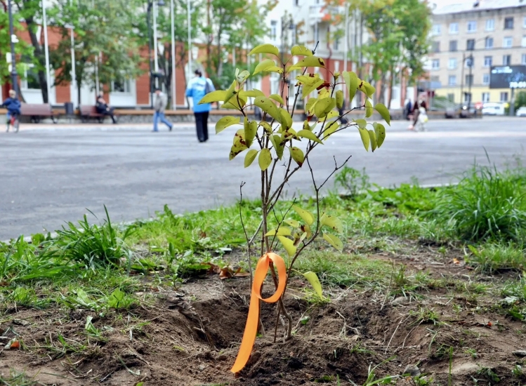 На нашей главной улице Сафонова продолжается большая планомерная работа по обновлению зеленых насаждений