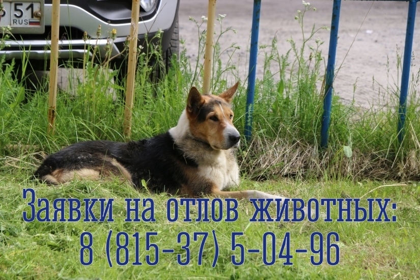 Как оставить заявку на отлов животных